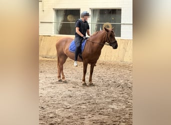 More ponies/small horses Mix, Mare, 8 years, 14,2 hh, Chestnut-Red