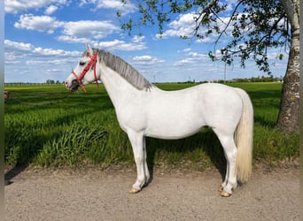 More ponies/small horses, Mare, 8 years, 14,2 hh, Grey