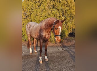 More ponies/small horses, Mare, 8 years, 14,2 hh, Roan-Red