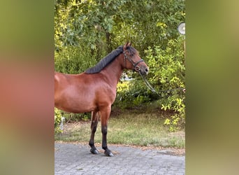 More ponies/small horses, Mare, 8 years, 15.1 hh, Brown