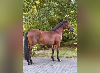 More ponies/small horses, Mare, 8 years, 15.1 hh, Brown
