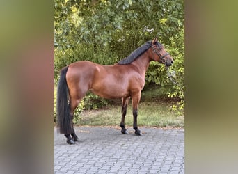 More ponies/small horses Mix, Mare, 8 years, 15.1 hh, Brown