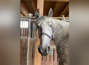 More ponies/small horses, Mare, 8 years, 15.1 hh, Grey