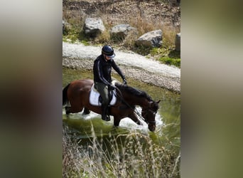 More ponies/small horses, Mare, 8 years, 15 hh, Brown