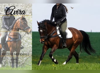 More ponies/small horses, Mare, 8 years, 15 hh, Brown