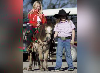 More ponies/small horses, Mare, 8 years, 9,1 hh, Buckskin