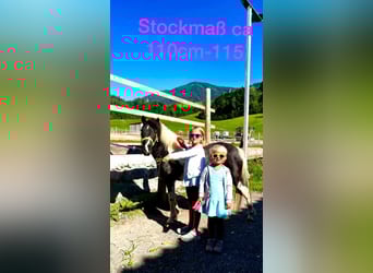 More ponies/small horses Mix, Mare, 9 years, 10,2 hh, Pinto