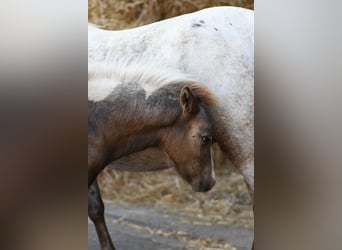 More ponies/small horses, Mare, 9 years, 11.2 hh, Leopard-Piebald