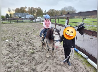 More ponies/small horses, Mare, 9 years, 11,1 hh, Red Dun