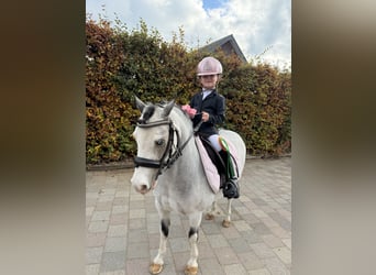 More ponies/small horses, Mare, 9 years, 11,1 hh, Red Dun