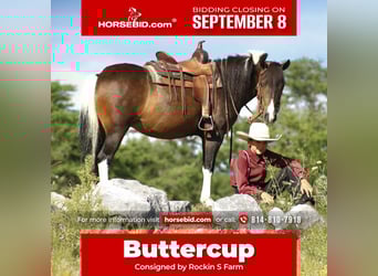 More ponies/small horses, Mare, 9 years, 12.2 hh, Pinto