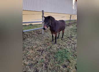 More ponies/small horses Mix, Mare, 9 years, 12,2 hh, Brown