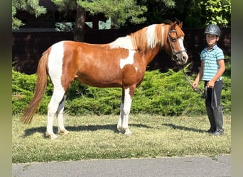 More ponies/small horses, Mare, 9 years, 12,2 hh, Pinto