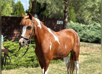 More ponies/small horses, Mare, 9 years, 12,2 hh, Pinto