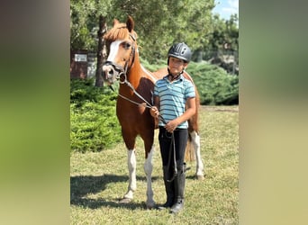 More ponies/small horses, Mare, 9 years, 12,2 hh, Pinto