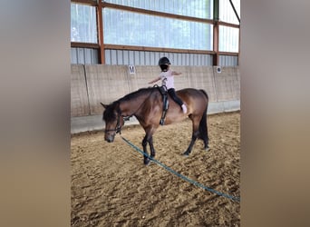More ponies/small horses Mix, Mare, 9 years, 13.1 hh, Brown