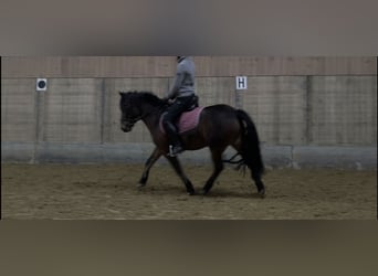 More ponies/small horses Mix, Mare, 9 years, 13.1 hh, Brown