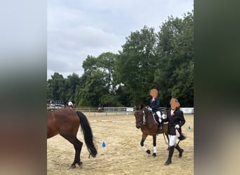 More ponies/small horses Mix, Mare, 9 years, 13,1 hh, Brown