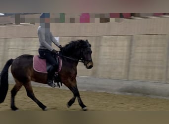 More ponies/small horses Mix, Mare, 9 years, 13,1 hh, Brown