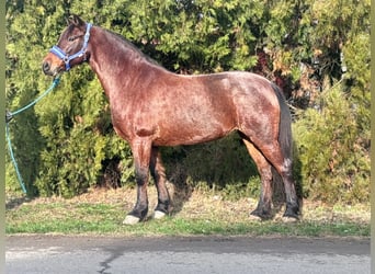 More ponies/small horses, Mare, 9 years, 13,1 hh, Roan-Red