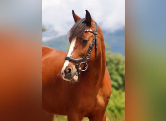 More ponies/small horses, Mare, 9 years, 13,2 hh, Brown