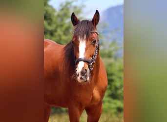More ponies/small horses, Mare, 9 years, 13,2 hh, Brown