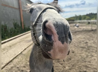 More ponies/small horses, Mare, 9 years, 14.1 hh, Grey
