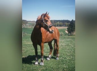 More ponies/small horses, Mare, 9 years, 14.2 hh, Chestnut-Red