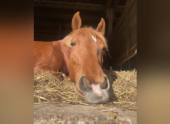 More ponies/small horses, Mare, 9 years, 14.2 hh, Chestnut-Red