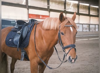 More ponies/small horses, Mare, 9 years, 14.2 hh, Chestnut-Red