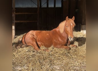 More ponies/small horses, Mare, 9 years, 14.2 hh, Chestnut-Red