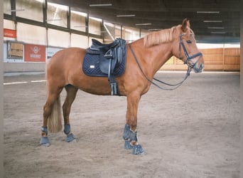 More ponies/small horses, Mare, 9 years, 14.2 hh, Chestnut-Red