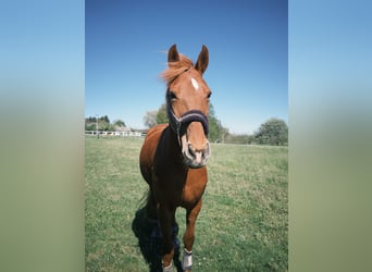 More ponies/small horses, Mare, 9 years, 14.2 hh, Chestnut-Red