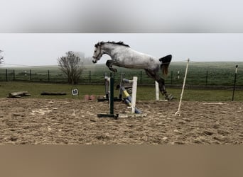 More ponies/small horses, Mare, 9 years, 14.2 hh, Grey