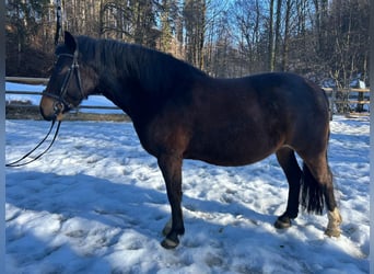 More ponies/small horses, Mare, 9 years, 14 hh, Brown