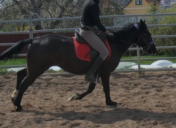 More ponies/small horses, Mare, 9 years, 14,1 hh, Black