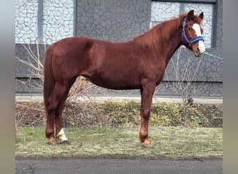 More ponies/small horses, Mare, 9 years, 14,1 hh, Chestnut-Red