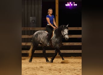 More ponies/small horses, Mare, 9 years, 14,1 hh, Grey