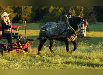 More ponies/small horses, Mare, 9 years, 14,1 hh, Grey