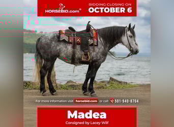More ponies/small horses, Mare, 9 years, 14,1 hh, Grey
