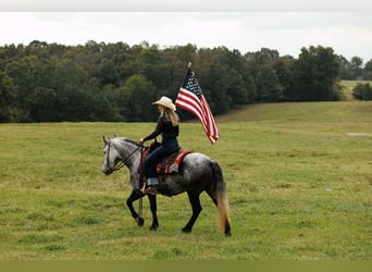 More ponies/small horses, Mare, 9 years, 14,1 hh, Grey