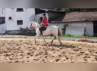More ponies/small horses, Mare, 9 years, 14,2 hh, Cremello