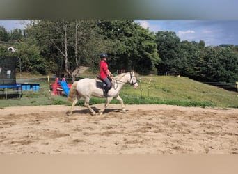 More ponies/small horses, Mare, 9 years, 14,2 hh, Cremello