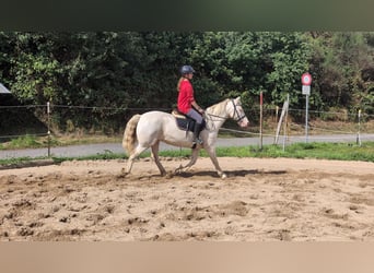 More ponies/small horses, Mare, 9 years, 14,2 hh, Cremello