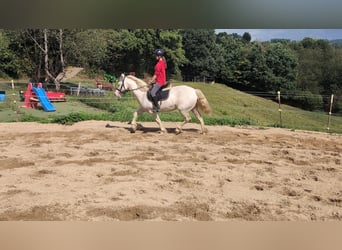 More ponies/small horses, Mare, 9 years, 14,2 hh, Cremello