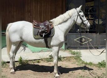 More ponies/small horses, Mare, 9 years, 15 hh, Gray