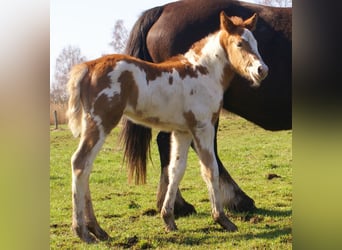 More ponies/small horses, Mare, Foal (03/2026), 14.3 hh, Pinto
