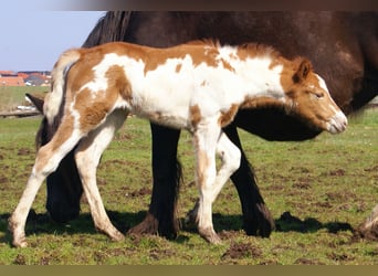 More ponies/small horses, Mare, Foal (03/2026), 14.3 hh, Pinto