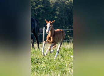 More ponies/small horses, Mare, , 15,3 hh, Chestnut-Red
