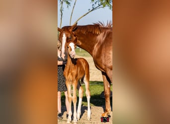More ponies/small horses, Mare, , 15,3 hh, Chestnut-Red
